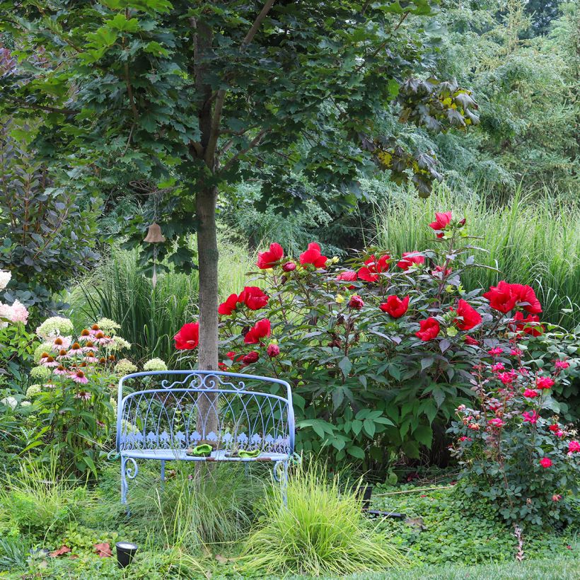 Hibiscus moscheutos Midnight Marvel - Hibiscus des marais (Plant habit)