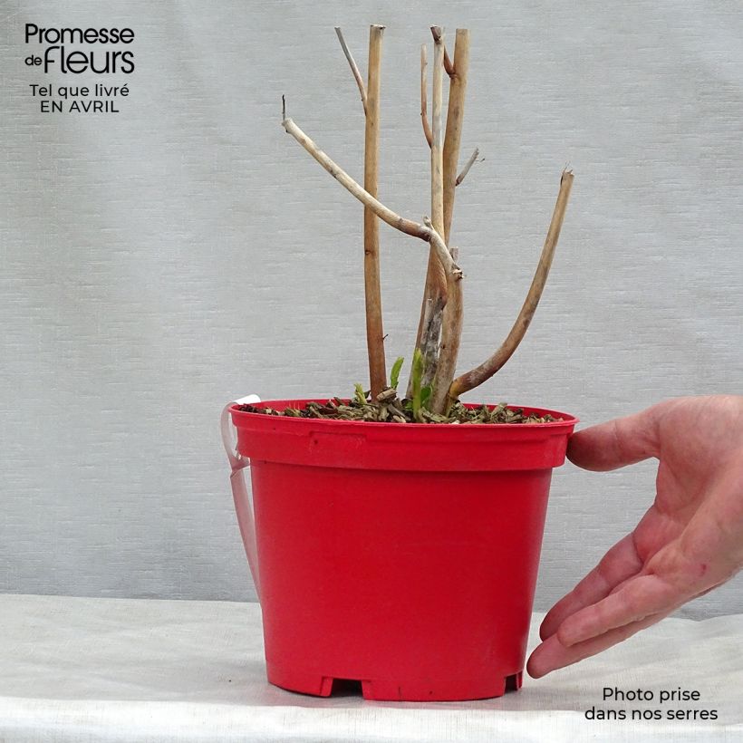 Example of Hibiscus moscheutos PLANET Griotte - Hibiscus des marais Pot de 3L/4L as you get in printemps