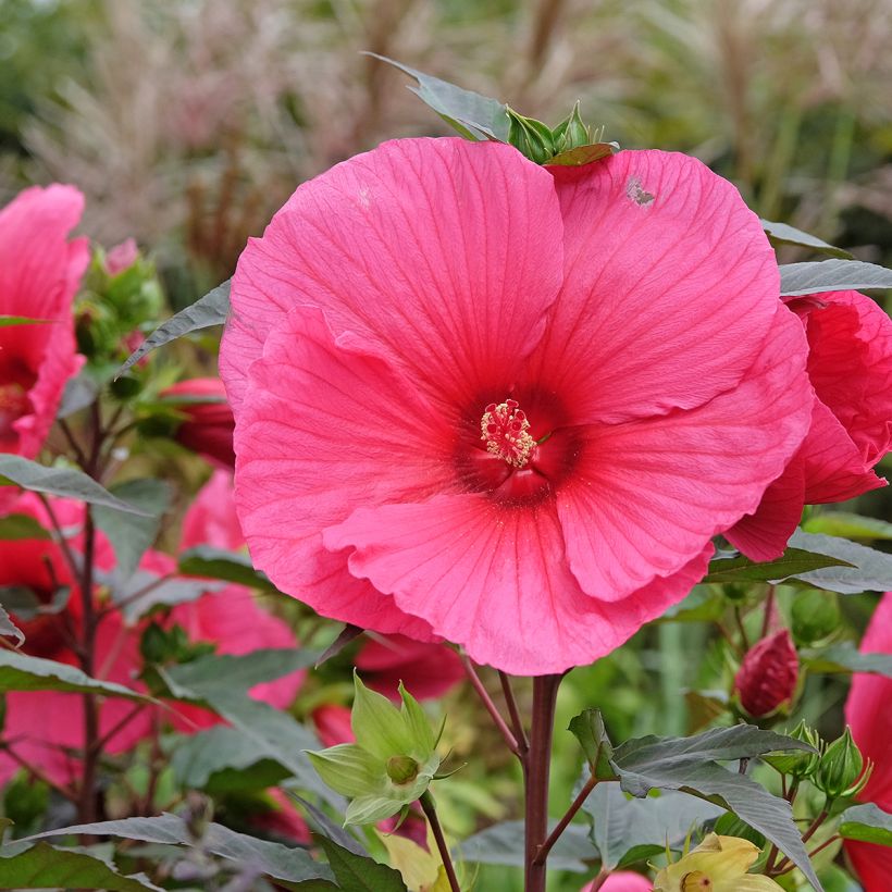 Hibiscus moscheutos PLANET Griotte - Hibiscus des marais (Flowering)
