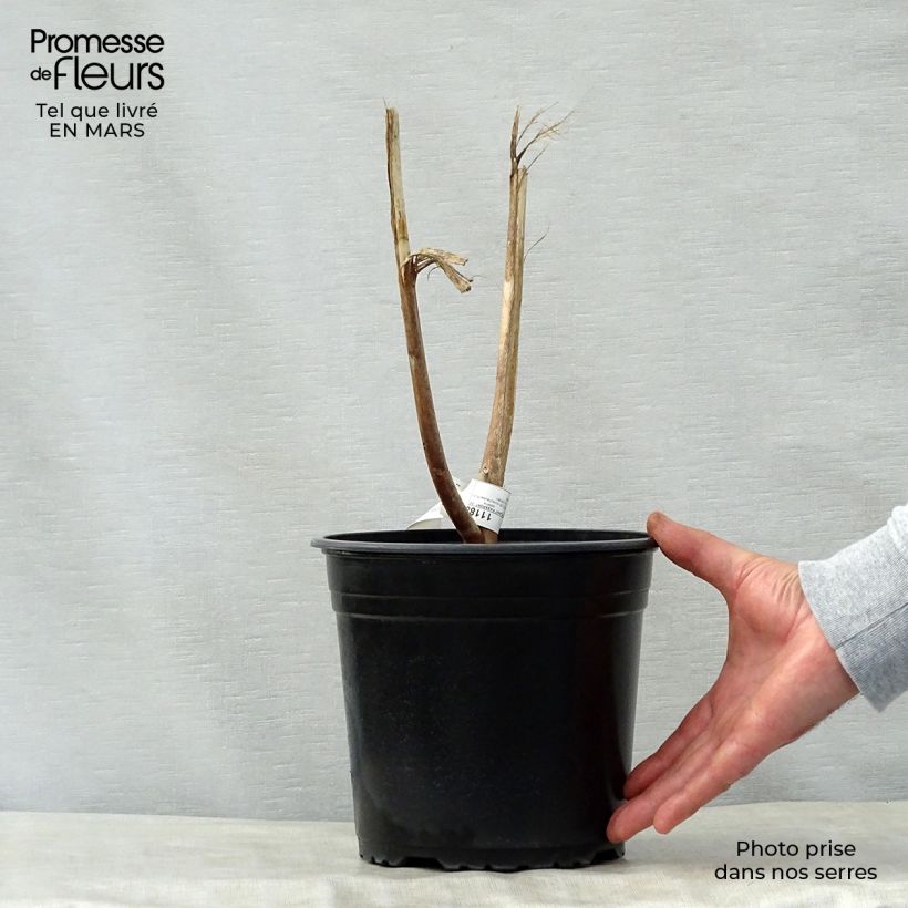 Example of Hibiscus moscheutos PLANET Solène - Hibiscus des marais Pot de 3L/4L as you get in printemps