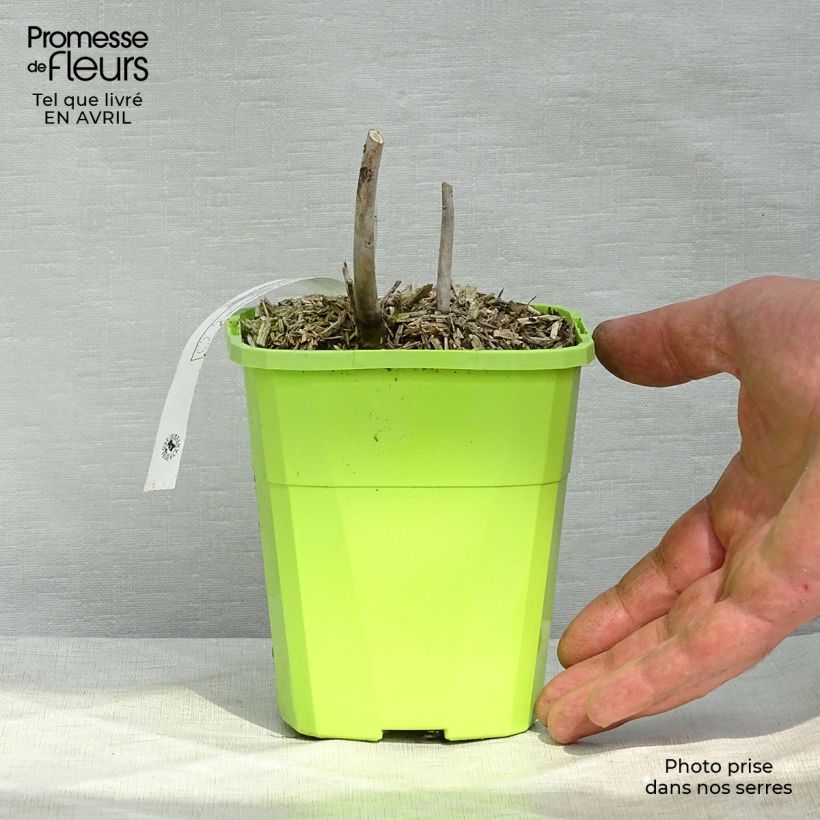 Spécimen de Hibiscus moscheutos Pink Candy - Hibiscus des marais Pot de 1L/1,5L tel que livré au printemps