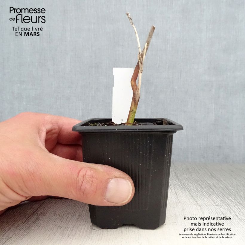 Example of Hibiscus moscheutos Pink Passion - Hibiscus des marais Godet de 8/9 cm as you get in printemps