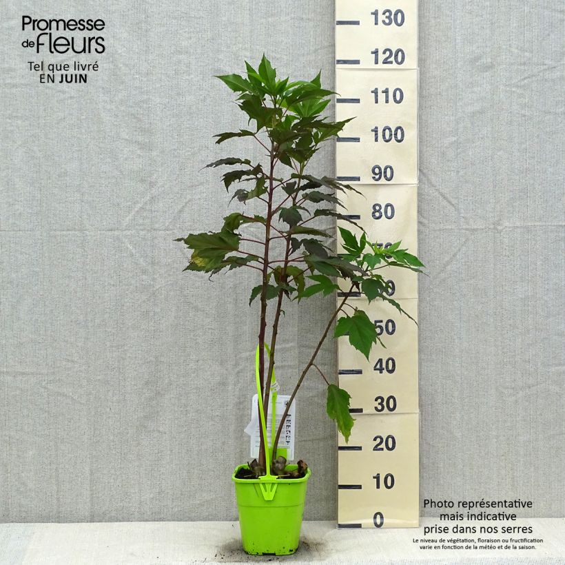 Spécimen de Hibiscus moscheutos Pink Passion - Hibiscus des marais Pot de 3L/4L tel que livré en été