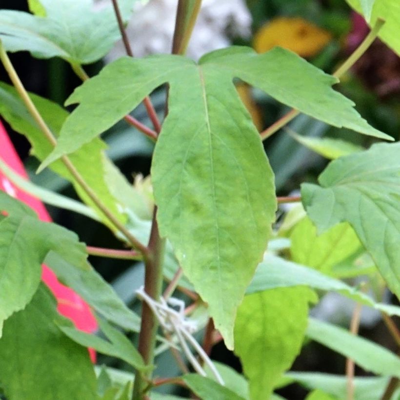 Hibiscus moscheutos Raijin - Hibiscus des marais nain (Feuillage)