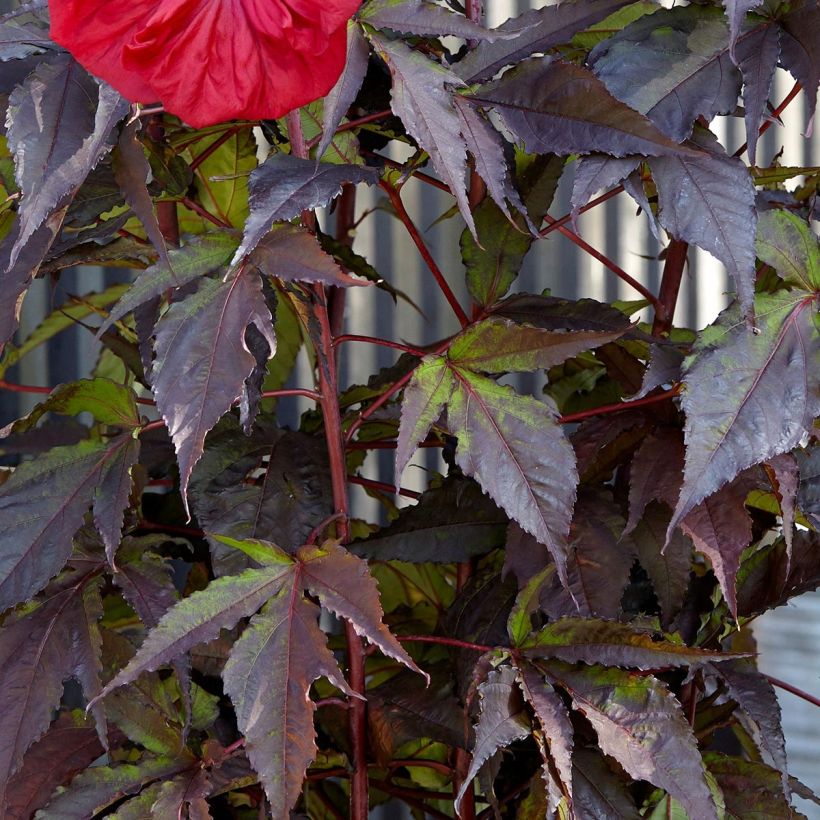 Hibiscus moscheutos Red Wine - Hibiscus des marais (Foliage)