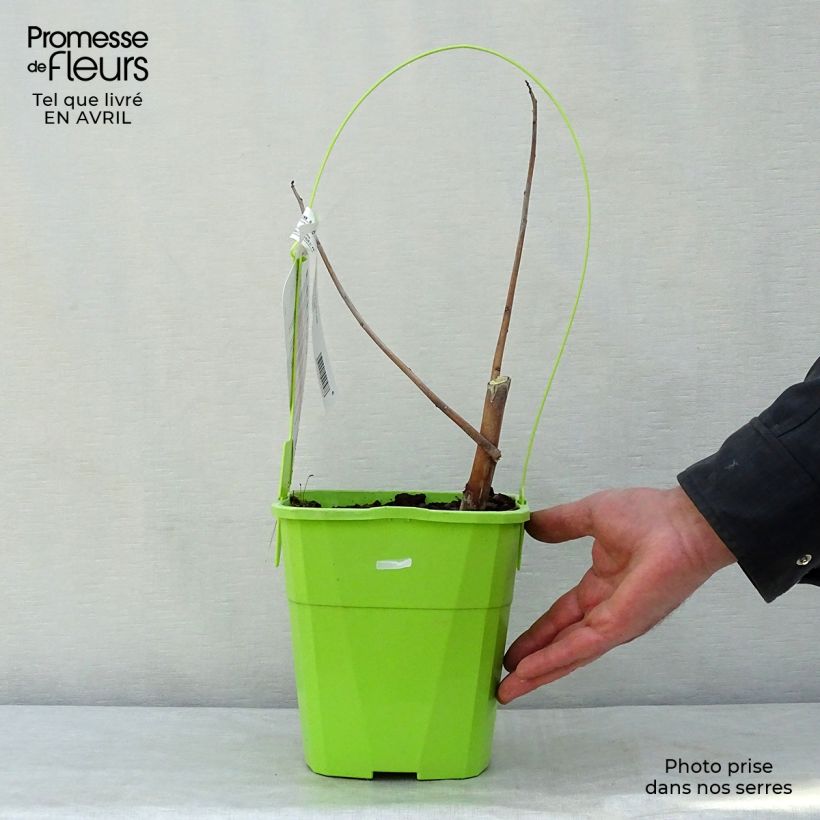 Example of Hibiscus moscheutos Red Wine - Hibiscus des marais Pot de 4L/5L as you get in printemps