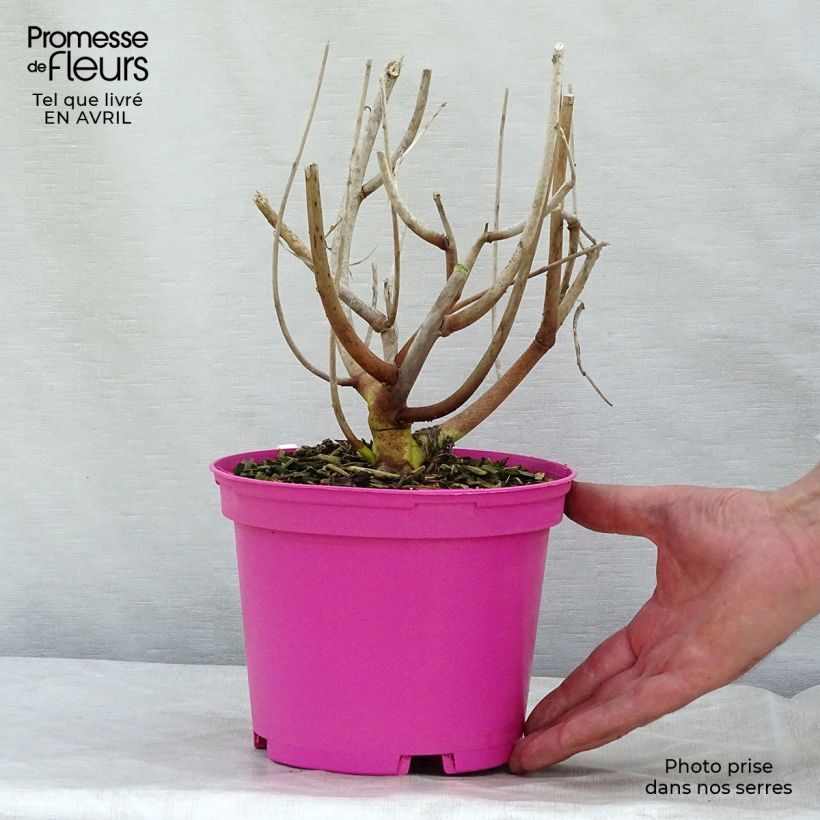 Example of Hibiscus moscheutos Rose - Hibiscus des marais Pot de 2L/3L as you get in printemps