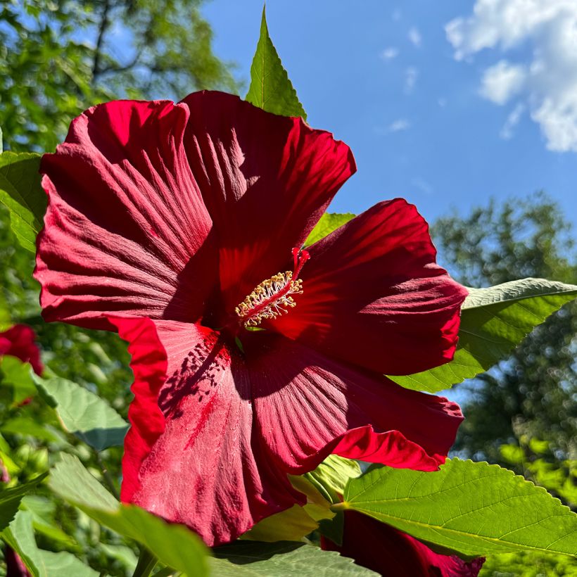 Hibiscus moscheutos Rouge (Floraison)