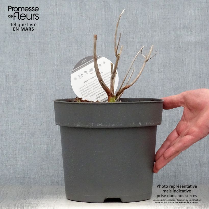 Spécimen de Hibiscus moscheutos Summerific Berry Awesome - Hibiscus des marais  Pot de 3L/4L tel que livré au printemps