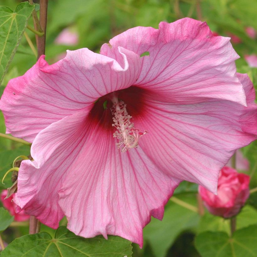 Hibiscus moscheutos Sweet Caroline - Hibiscus des marais (Flowering)