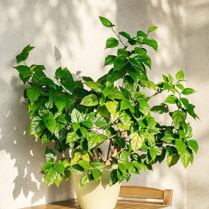 Hibiscus rosa-sinensis - Rose de Chine (Plant habit)