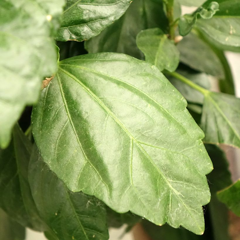 Hibiscus Sunny Cities Premiere Red (Feuillage)