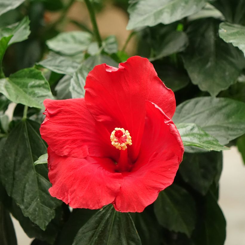 Hibiscus Sunny Cities Premiere Red (Floraison)