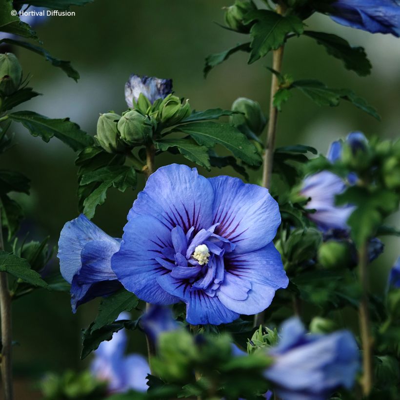 Hibiscus syriacus Beautifull Cobalt - Althéa double (Flowering)