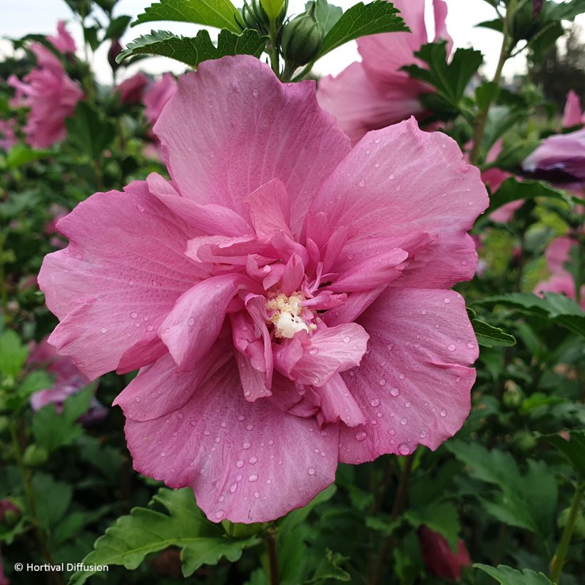 Hibiscus syriacus Beautifull Magenta - Althéa double (Flowering)