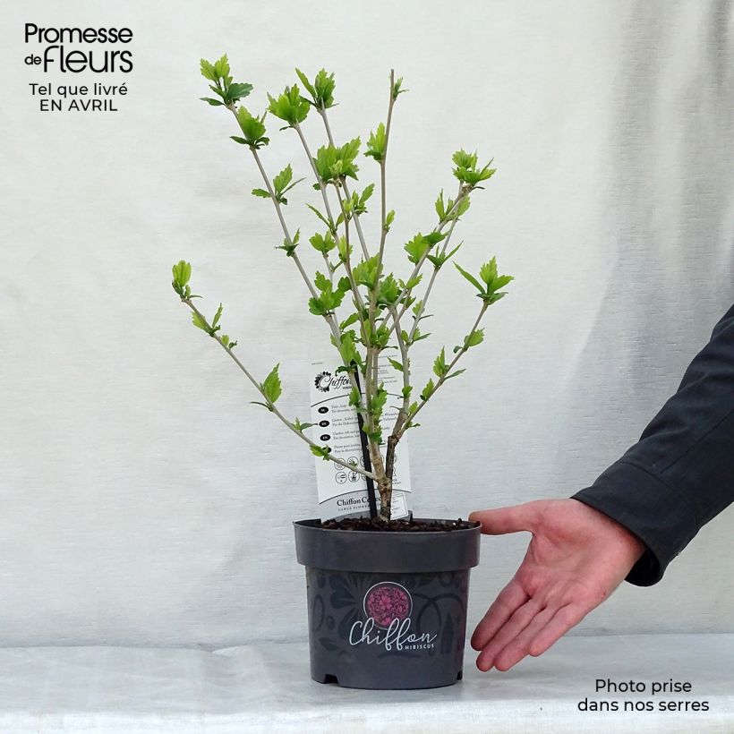 Spécimen de Hibiscus syriacus Blue Chiffon - Althea bleu double Pot de 2L/3L tel que livré au printemps