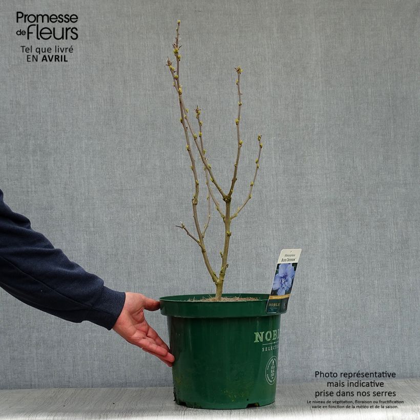 Spécimen de Hibiscus syriacus Blue Chiffon - Althea bleu double Pot de 6L/7L tel que livré au printemps