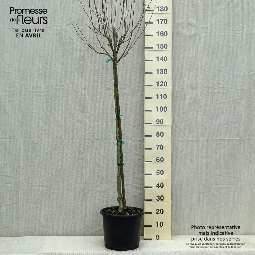 Spécimen de Hibiscus syriacus China Chiffon - Althéa blanc Pot de 12L/15L, Demi-Tige tel que livré au printemps