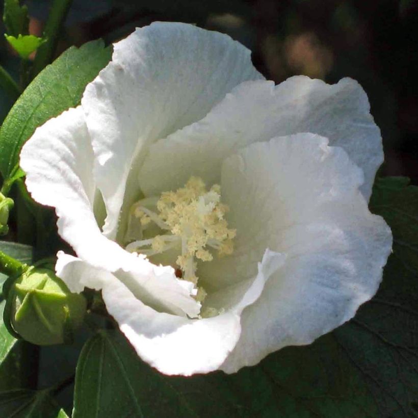 Hibiscus syriacus Diana - Althéa blanc (Flowering)
