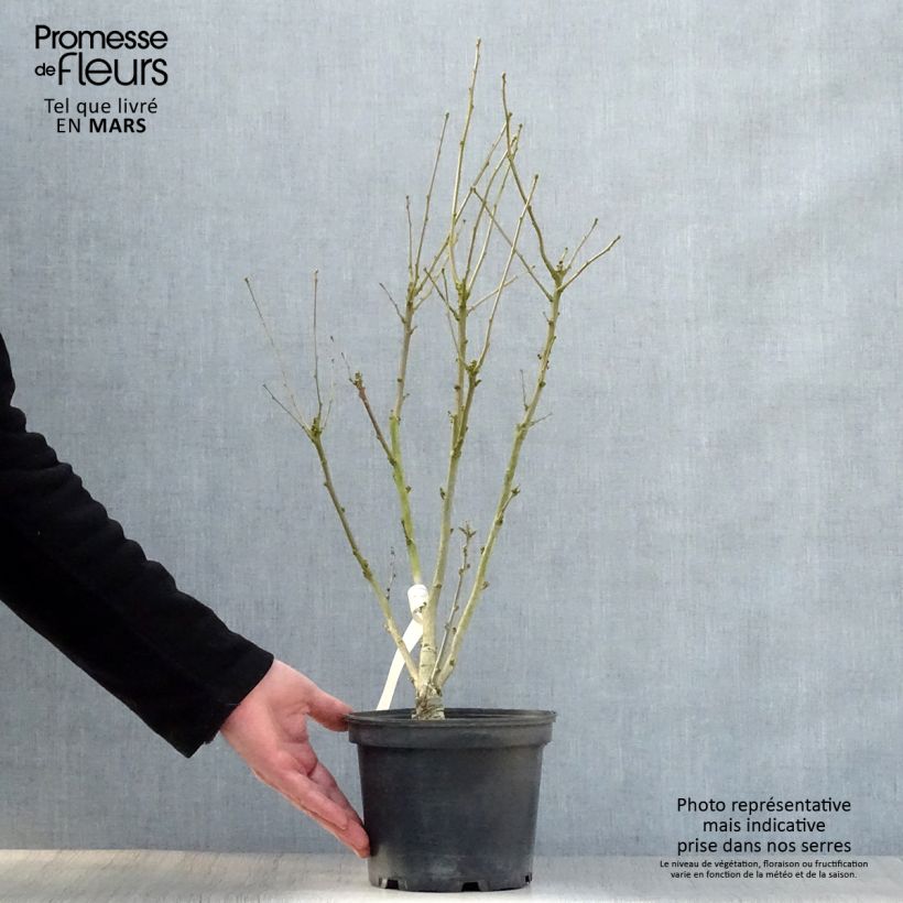 Example of Hibiscus syriacus Duc de Brabant - Althéa double rouge Pot de 3L/4L as you get in printemps