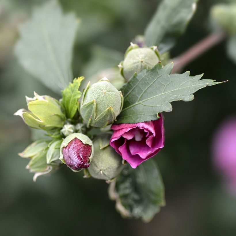 Hibiscus syriacus Duc de Brabant - Althéa double rouge (Foliage)