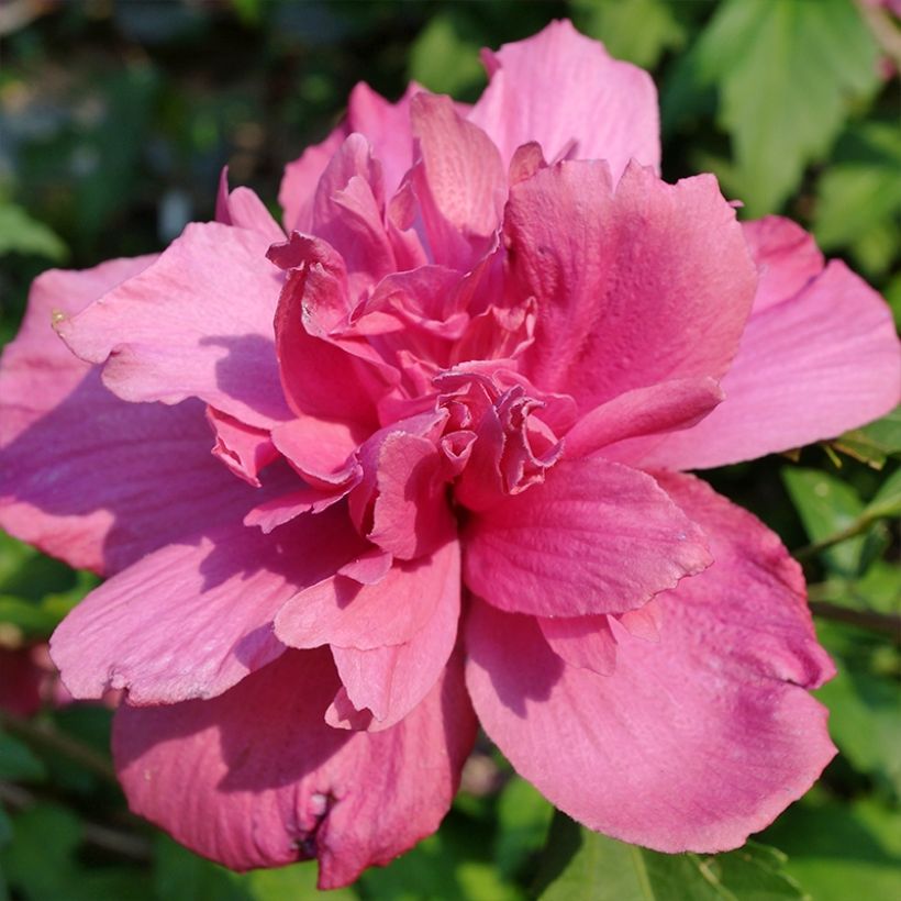 Hibiscus syriacus Duc de Brabant - Althéa double rouge (Flowering)