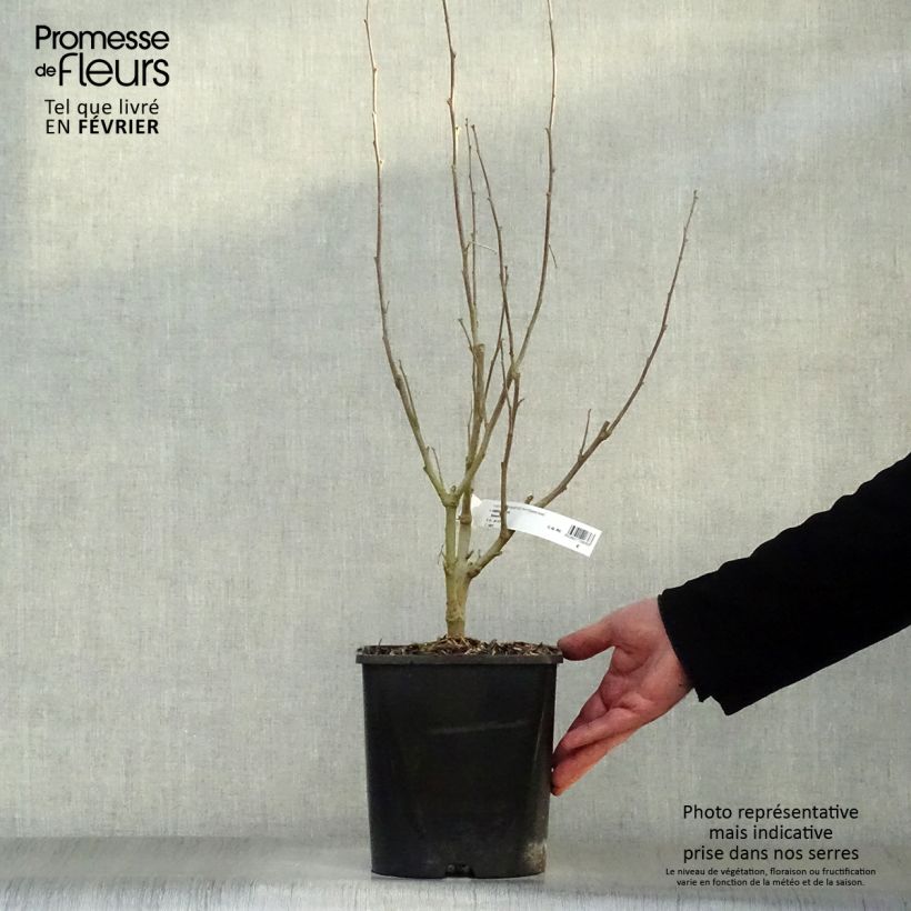 Spécimen de Hibiscus syriacus Eléonore - Althéa simple, blanc pur Pot de 2L/3L tel que livré en hiver