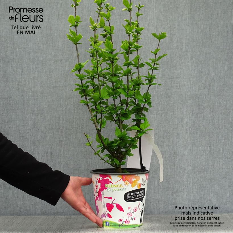 Example of Hibiscus syriacus Eruption - Althéa ou mauve en arbre Pot de 4L/5L as you get in printemps