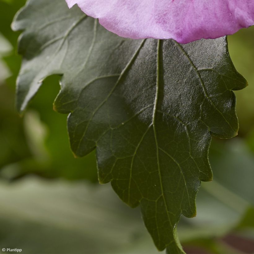 Hibiscus syriacus Flower Tower Purple - Althea rose à coeur rouge (Foliage)