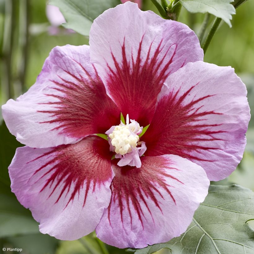Hibiscus syriacus Flower Tower Purple - Althea rose à coeur rouge (Flowering)