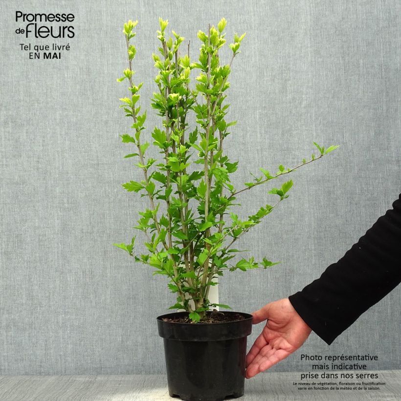 Spécimen de Hibiscus syriacus Flower Tower Ruby - Althea Pot de 2L/3L tel que livré au printemps