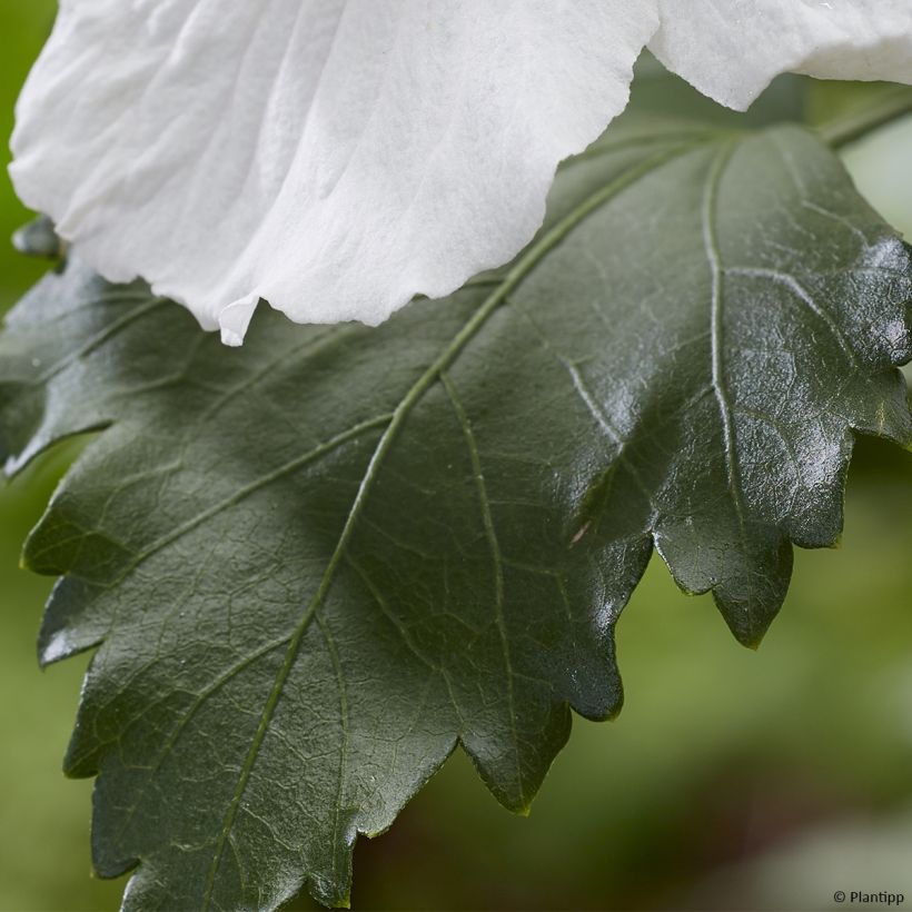 Hibiscus syriacus Flower Tower White - Althea blanc (Foliage)