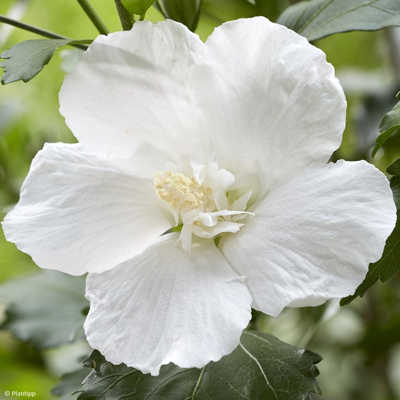 Hibiscus syriacus Flower Tower White - Althea blanc (Flowering)