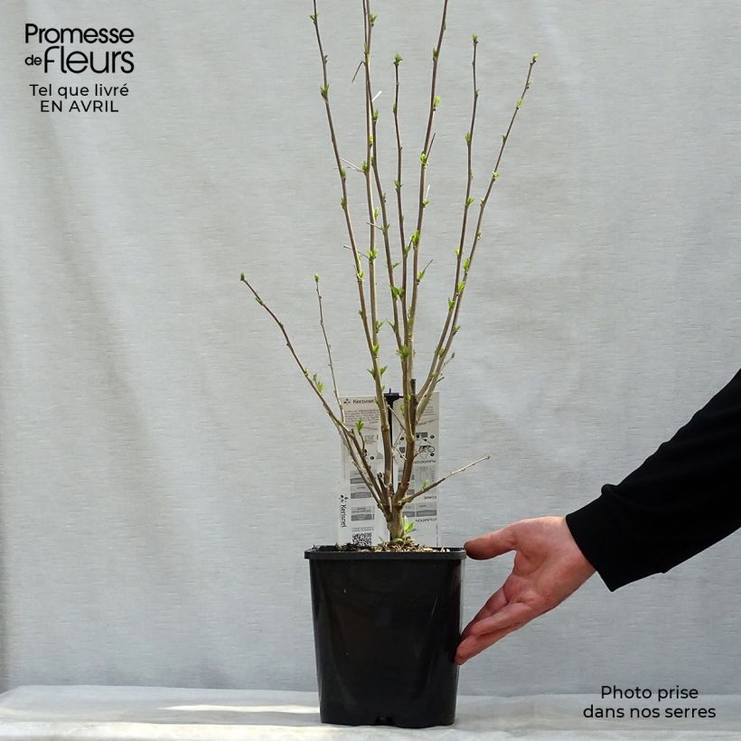 Example of Hibiscus syriacus French Cabaret Pastel - Althéa blanc rose double Pot de 3L/4L as you get in printemps