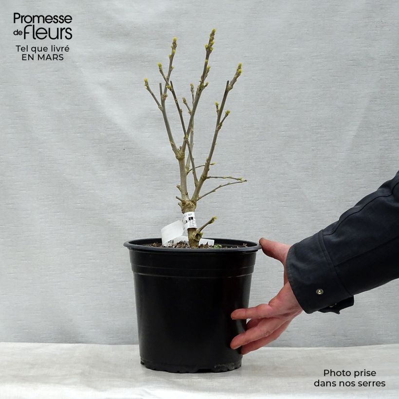 Example of Hibiscus syriacus French Point - Althéa à fleurs doubles Pot de 4L/5L as you get in printemps