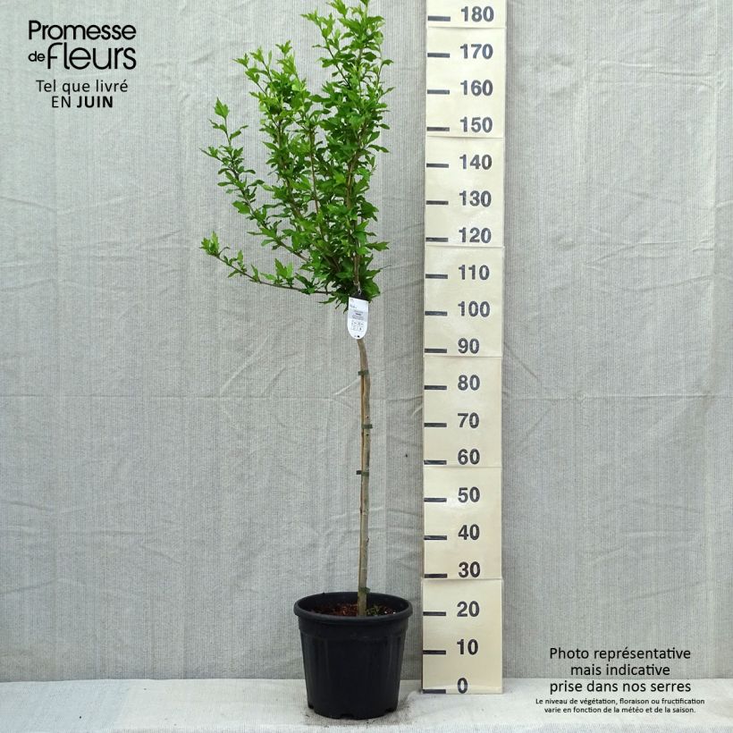 Example of Hibiscus syriacus Hamabo - Althéa ou mauve en arbre Pot de 7,5L/10L, Demi-Tige as you get in printemps