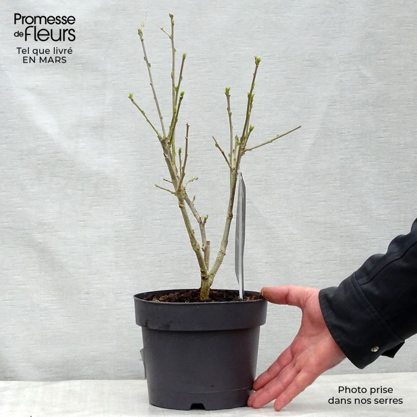 Example of Hibiscus syriacus Hamabo - Althéa ou mauve en arbre Pot de 3L/4L as you get in printemps