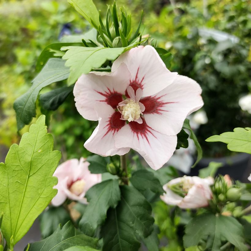 Hibiscus syriacus Hamabo - Althéa ou mauve en arbre (Flowering)