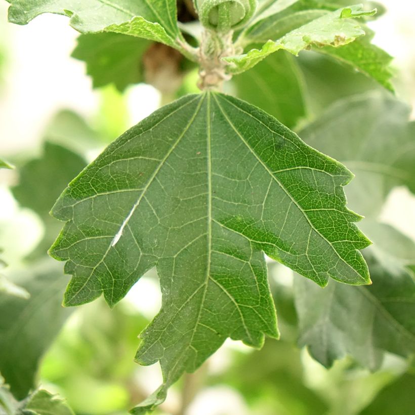 Hibiscus syriacus Hibisa Blanco - Althéa (Foliage)