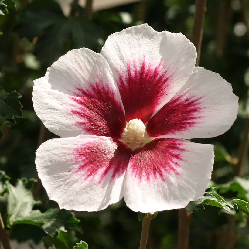 Hibiscus syriacus Hibisa Blanco - Althéa (Flowering)