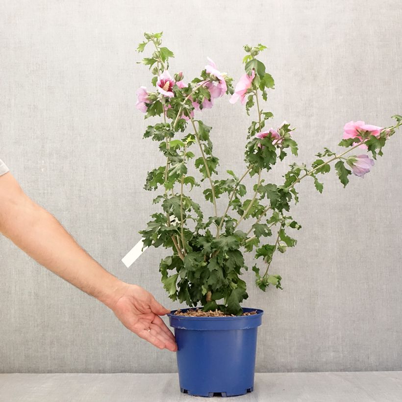 Example of Hibiscus syriacus Hibisa Cocktail - Althéa Pot de 3L/4L as you get in ete