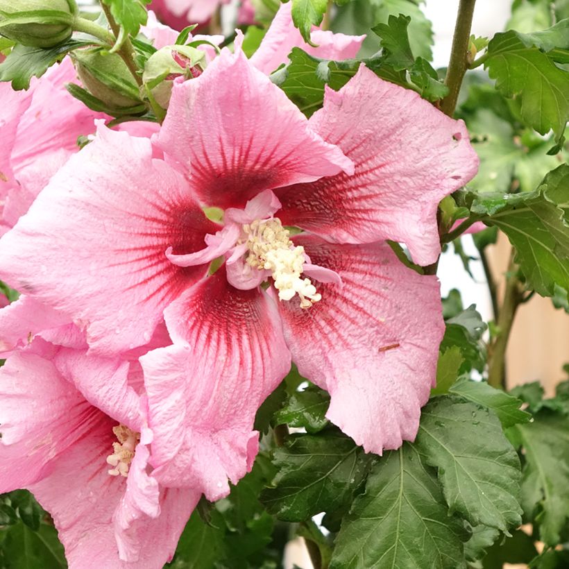 Hibiscus syriacus Hibisa Rosada - Althéa (Flowering)