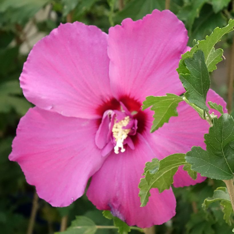Hibiscus syriacus Hibisa Sangria - Althéa (Flowering)