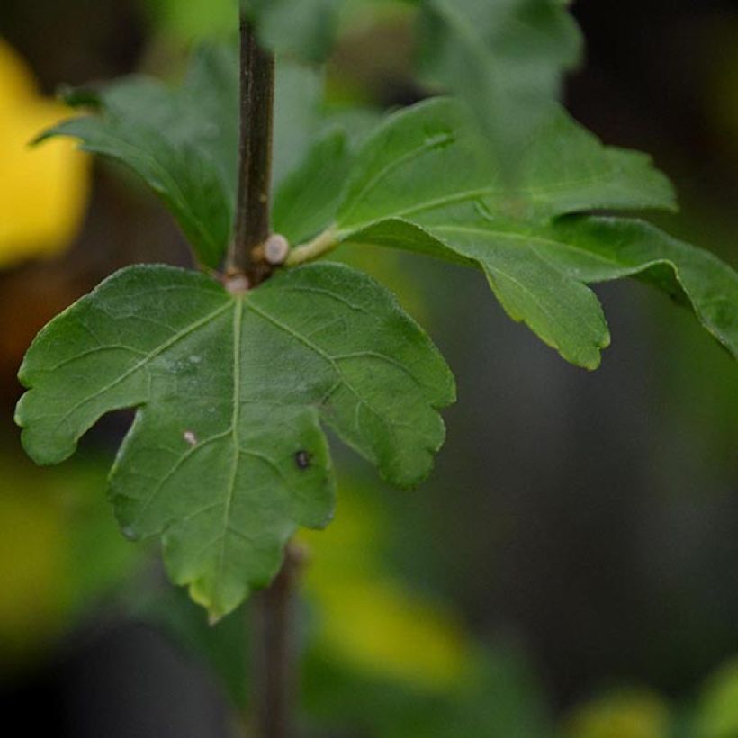 Hibiscus syriacus Lady Stanley - Althéa semi-double bicolore (Foliage)