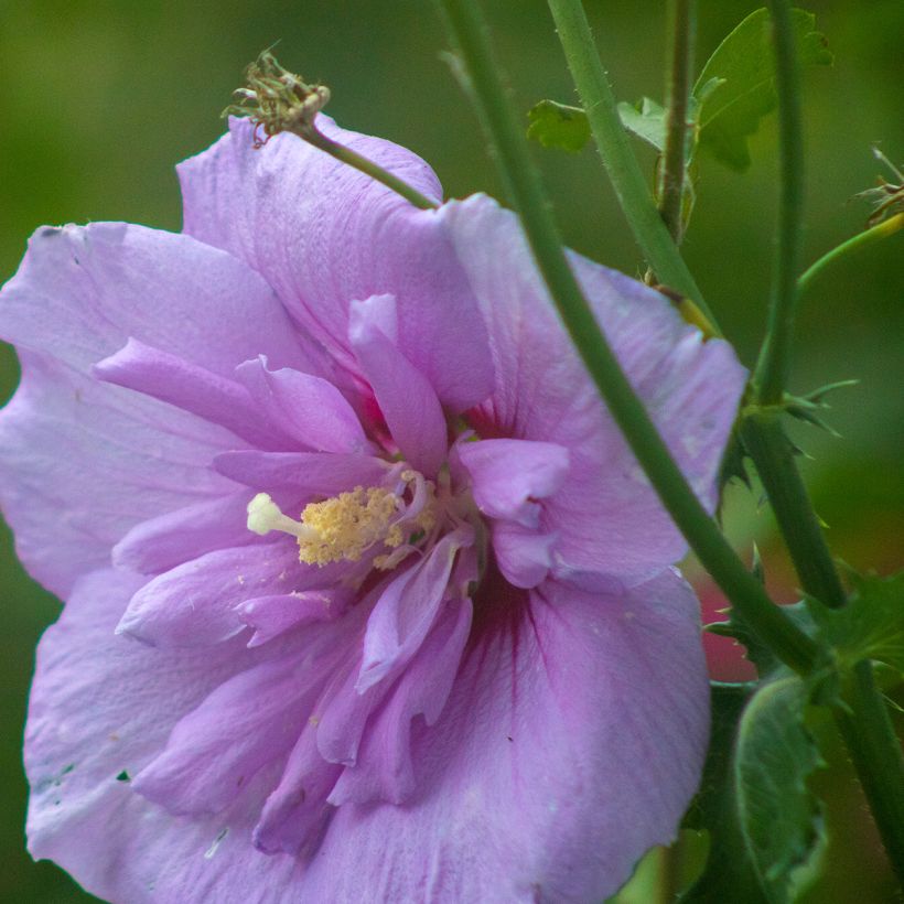 Hibiscus syriacus Lavender Chiffon - Althéa rose (Flowering)