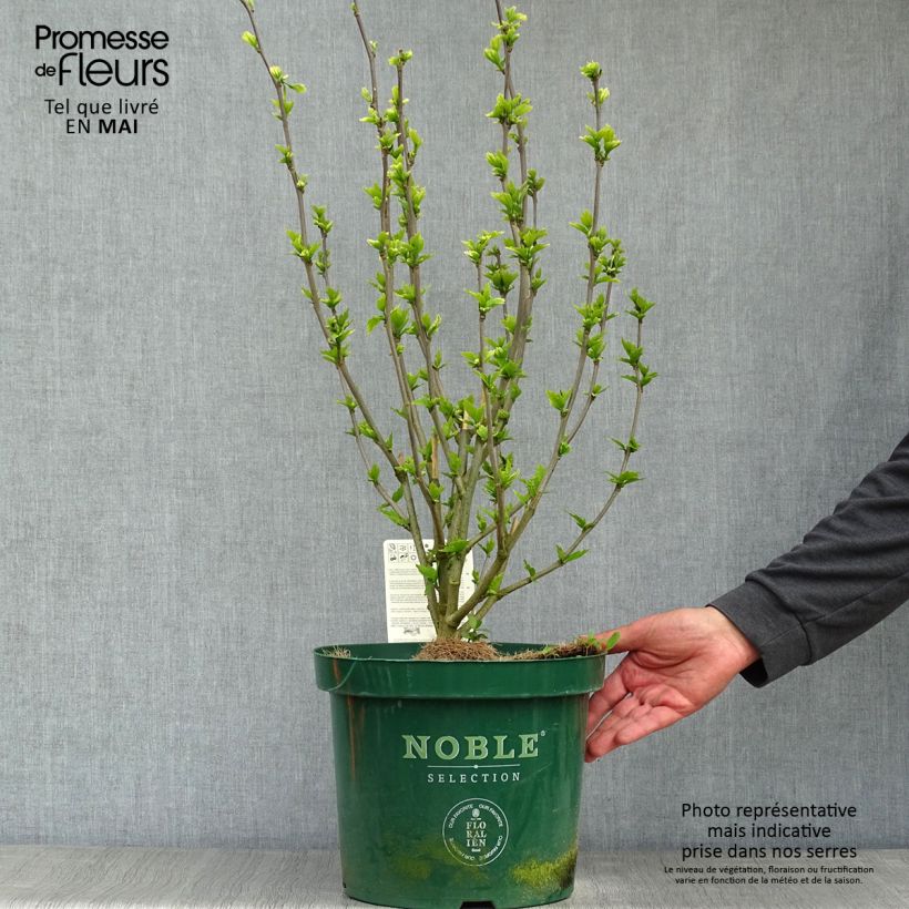 Example of Hibiscus syriacus Lavender Chiffon - Althéa rose Pot de 6L/7L as you get in printemps