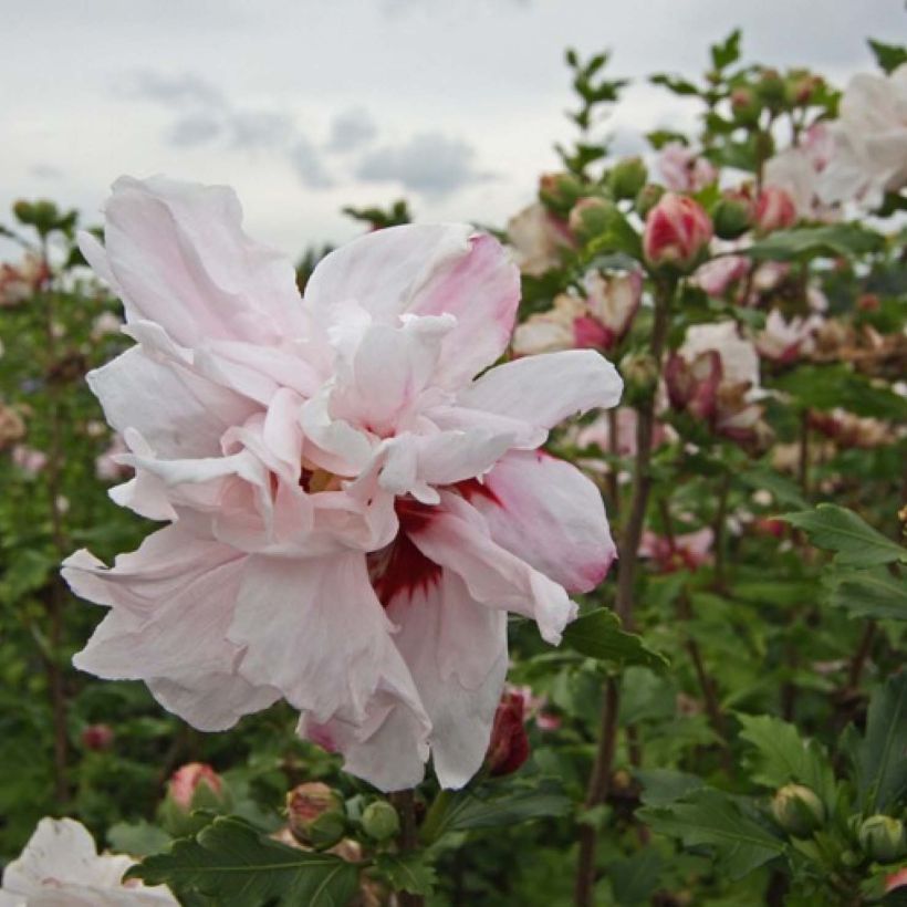 Hibiscus syriacus Leopoldii - Althea en arbre (Flowering)