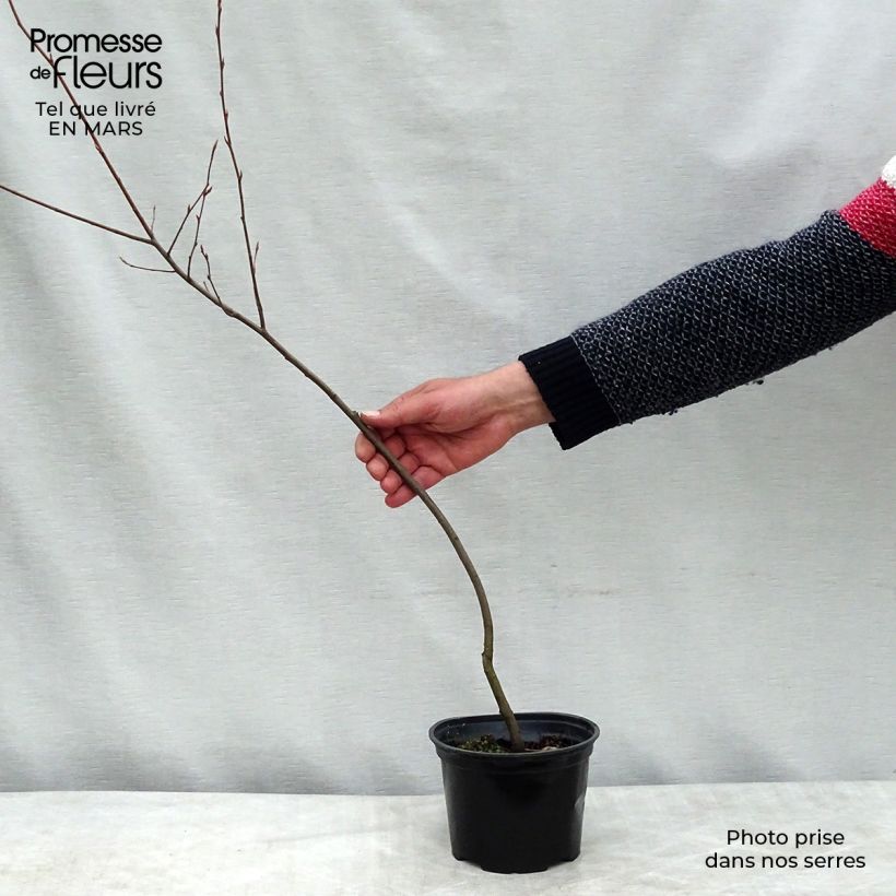 Example of Hibiscus syriacus Leopoldii - Althea en arbre Pot de 2L/3L as you get in printemps