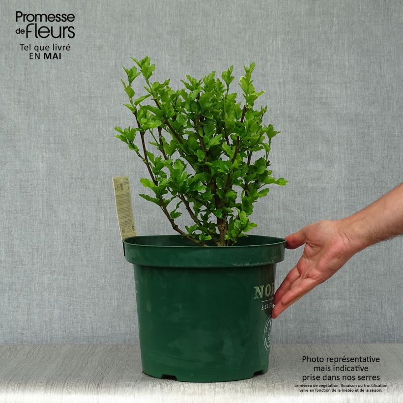 Example of Hibiscus syriacus Magenta Chiffon - Althea double rose pourpre vif Pot de 6L/7L as you get in printemps