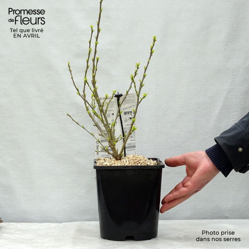 Example of Hibiscus syriacus Pink Chiffon - Althéa semi-double rose pâle Pot de 3L/4L as you get in printemps